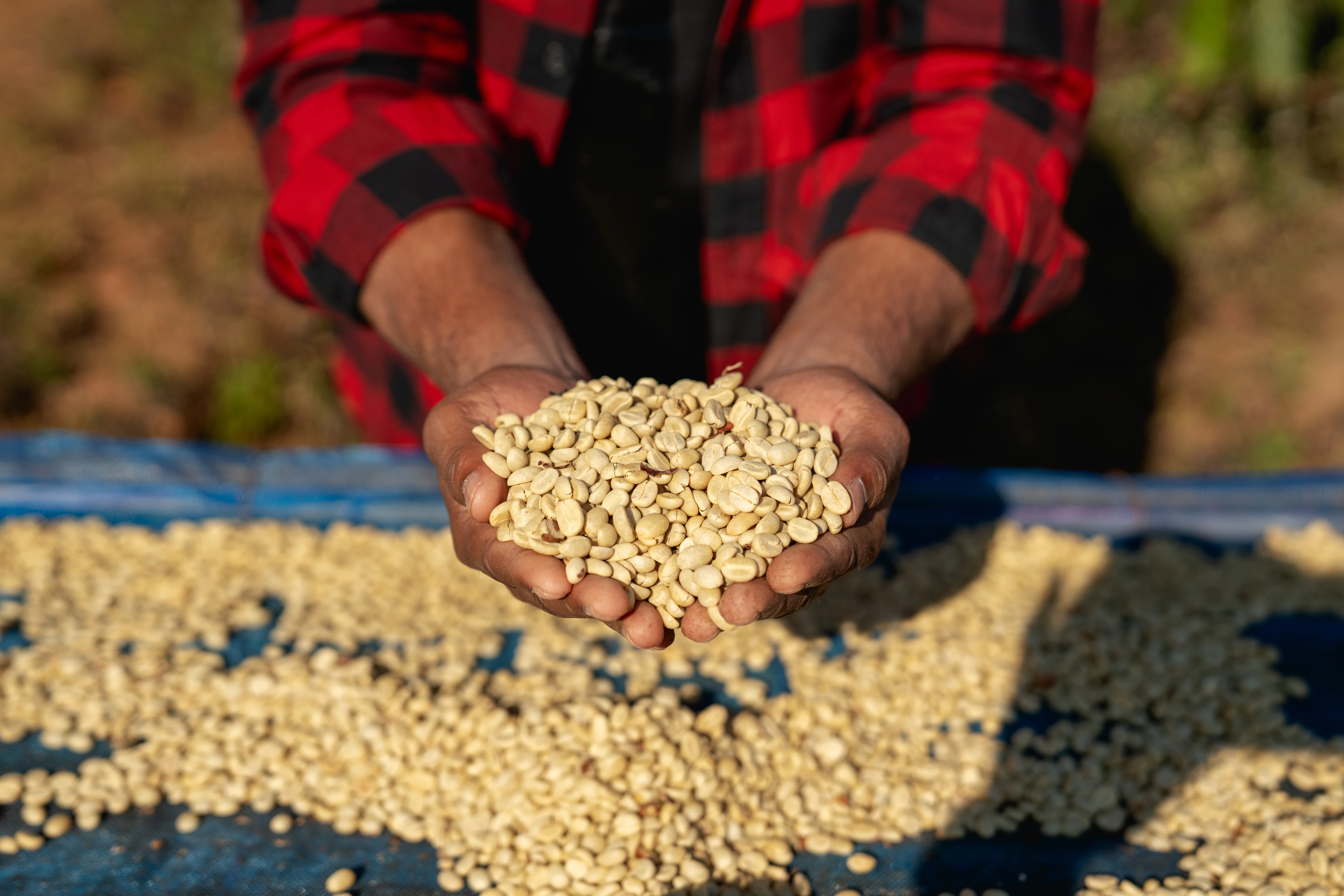 Coffee beans